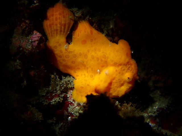 ダイブショップサンライズ　長崎でダイビング