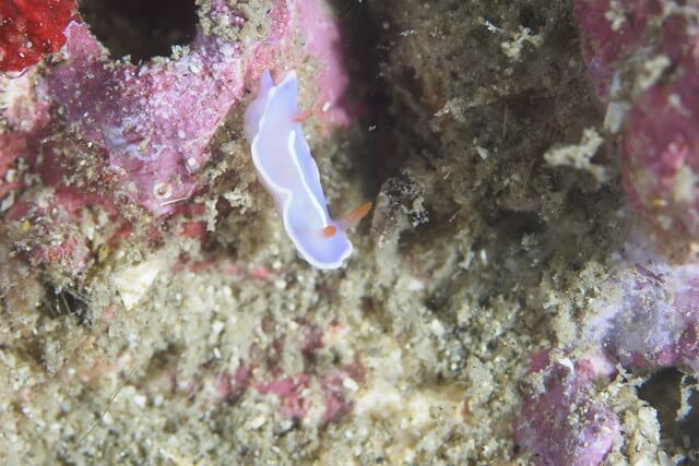 ダイブショップサンライズ　フジイロウミウシ