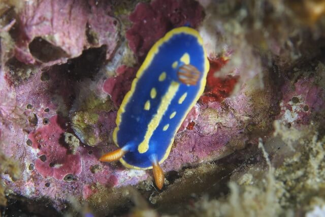 ダイブショップサンライズ　アオウミウシ