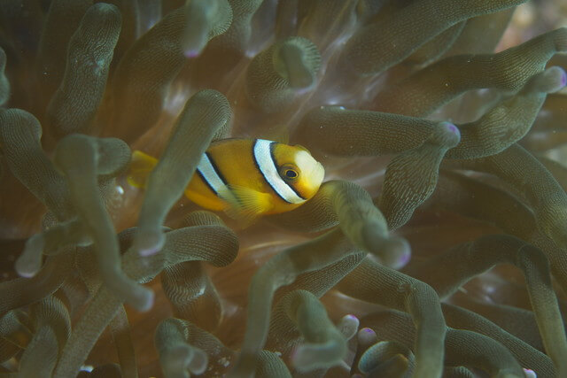 ダイブショップサンライズ　クマノミ