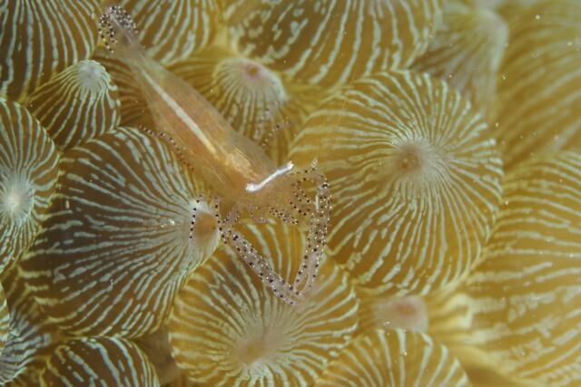 ダイブショップサンライズ　カザリイソギンチャクエビ