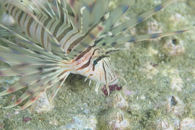 ダイブショップサンライズ　ミノカサゴ