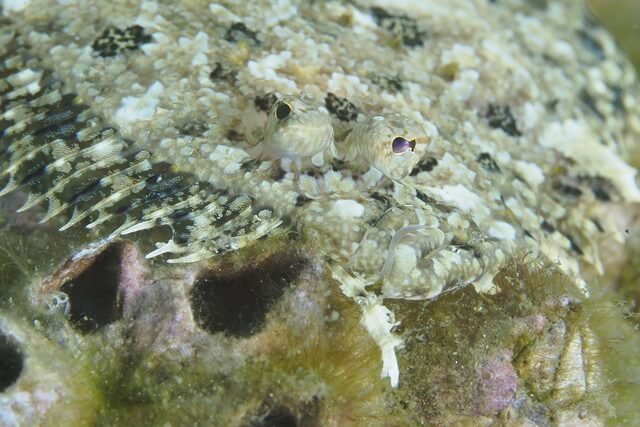 ダイブショップサンライズ　セイテンビラメ