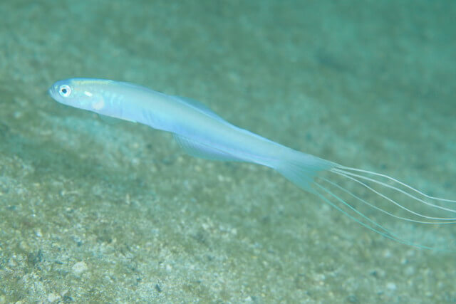 ダイブショップサンライズ　ハナハゼ