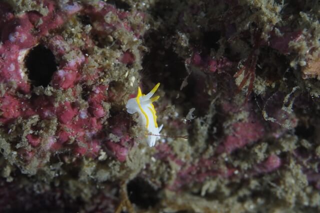 ダイブショップサンライズ　コトヒメウミウシ