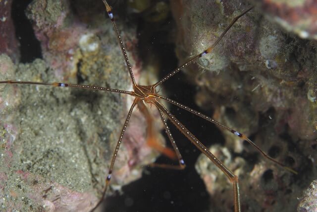 ダイブショップサンライズ　オルトマンワラエビ