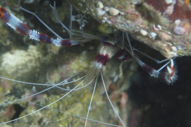 ダイブショップサンライズ　オトヒメエビ