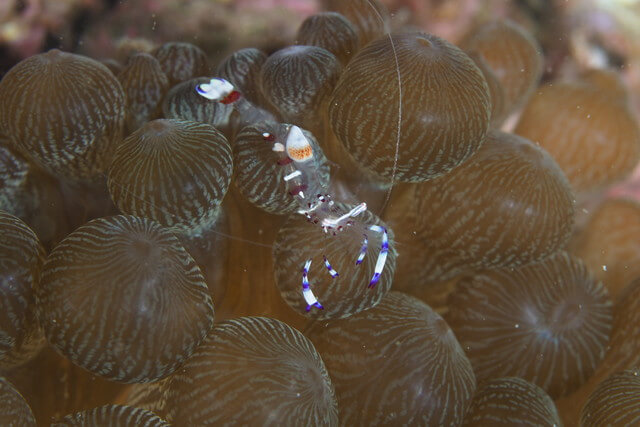 ダイブショップサンライズ　オドリカクレエビ