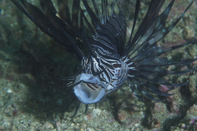 ダイブショップサンライズ　ハナミノカサゴ