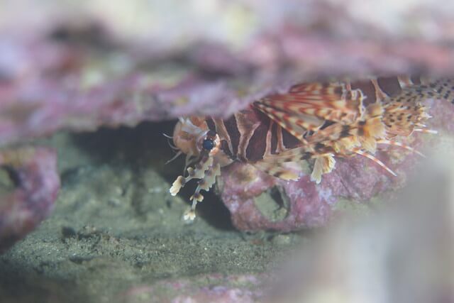 ダイブショップサンライズ　キリンミノカサゴ