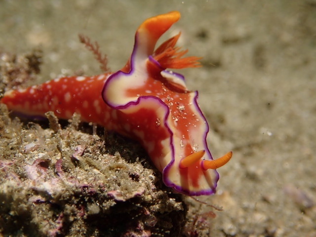 ダイブショップサンライズ　長崎でダイビング