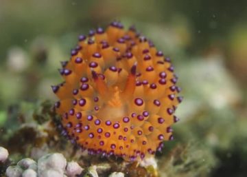 トゲトゲウミウシ