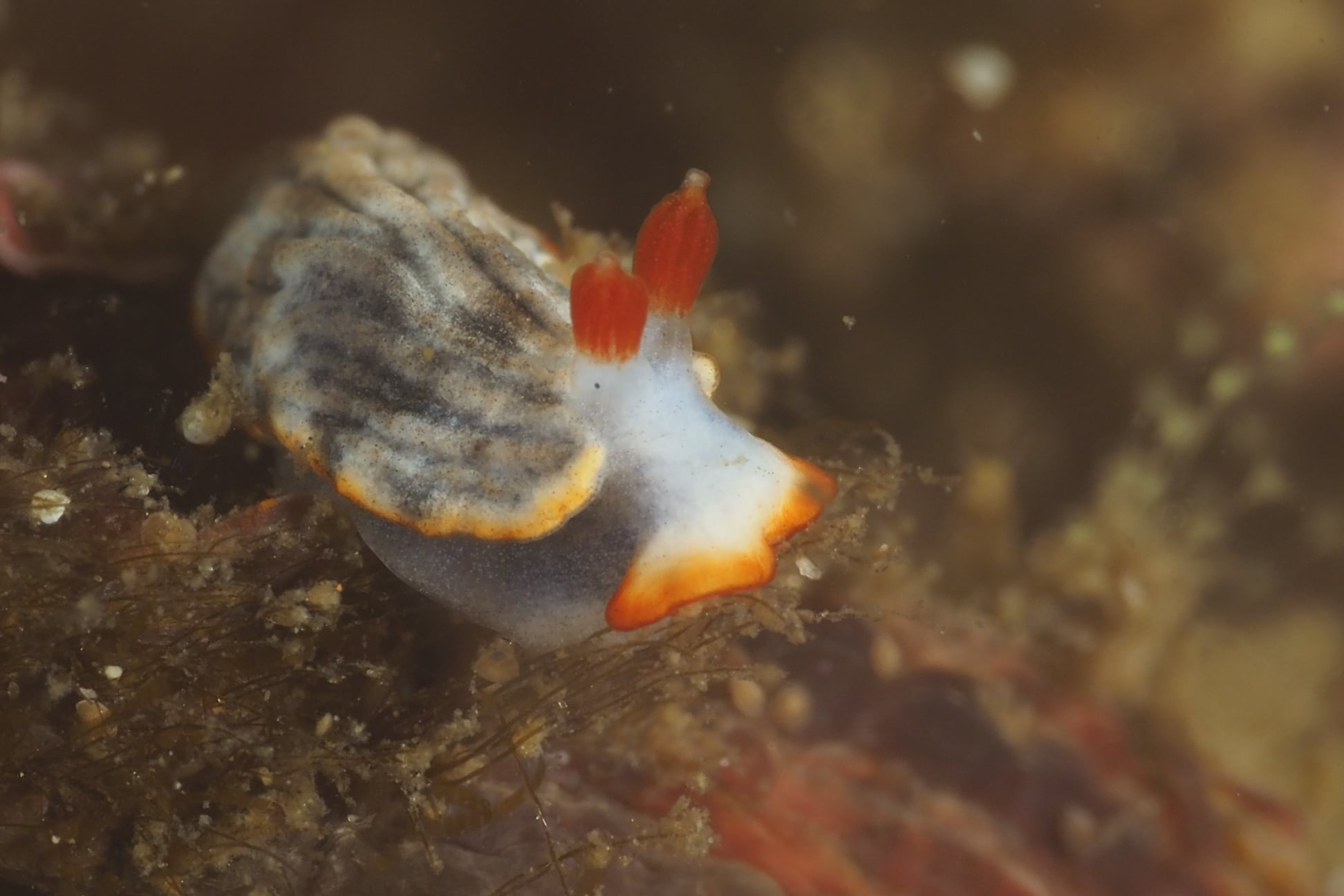 サメジマオトメウミウシ