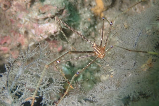 オルトマンワラエビ