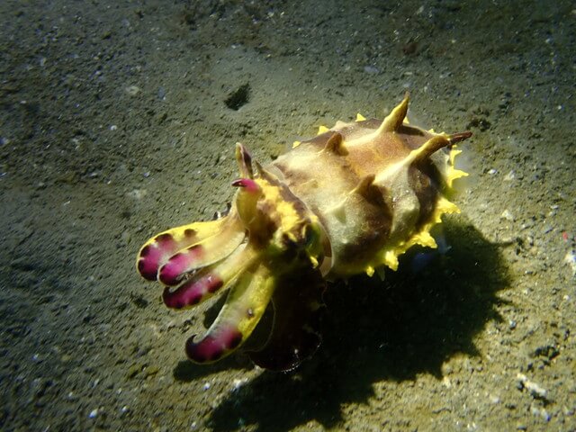 ダイブショップサンライズ　唐津