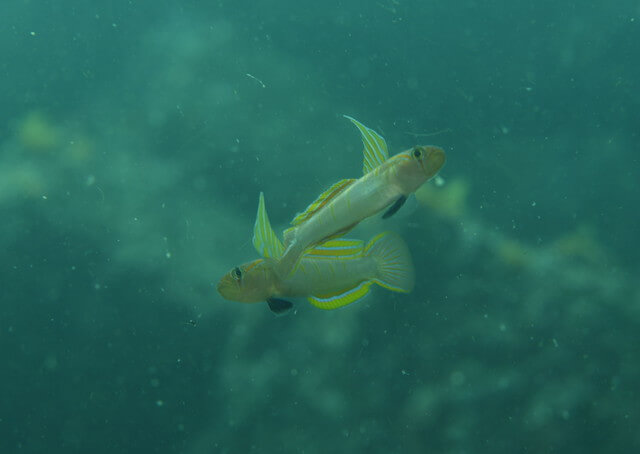 ダイブショップサンライズ　唐津