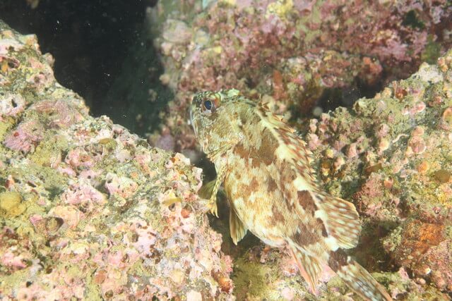 ダイブショップサンライズ　唐津