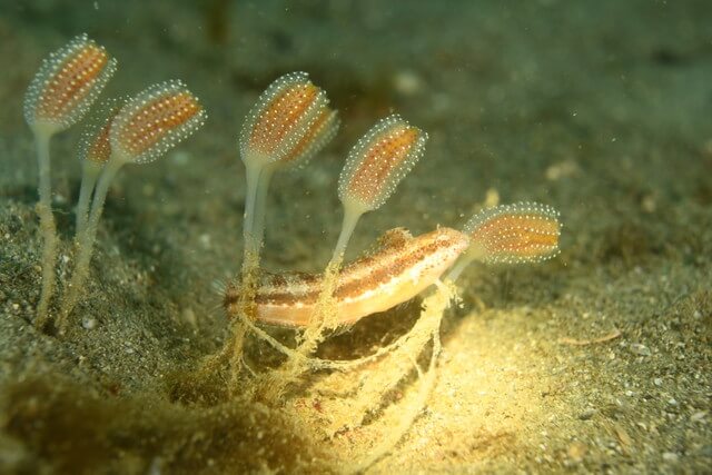ダイブショップサンライズ　唐津