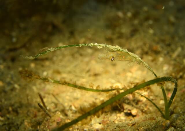 ダイブショップサンライズ　唐津