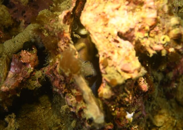 ダイブショップサンライズ　唐津