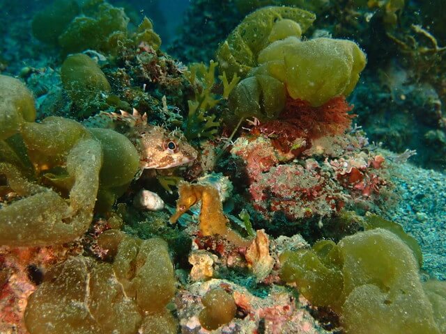 ダイブショップサンライズ　唐津