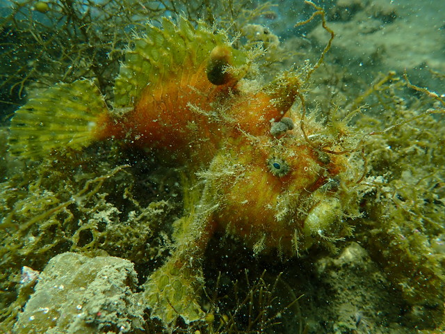 ダイブショップサンライズ　唐津　カエルアンコウ