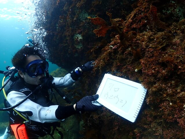 ダイブショップサンライズ　志賀島でダイビング