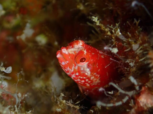 ダイブショップサンライズ　唐津