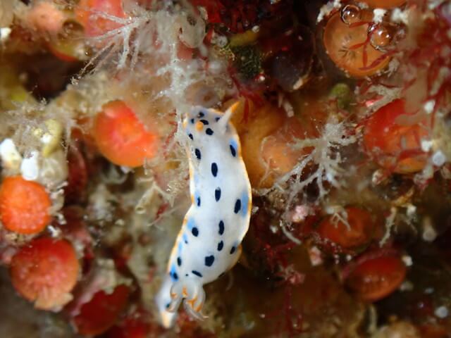 ダイブショップサンライズ　唐津