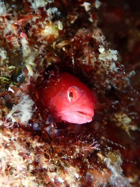 ダイブショップサンライズ　唐津