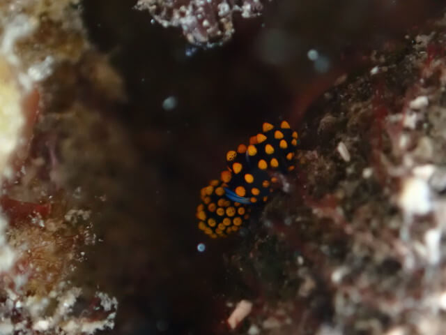 ダイブショップサンライズ　唐津