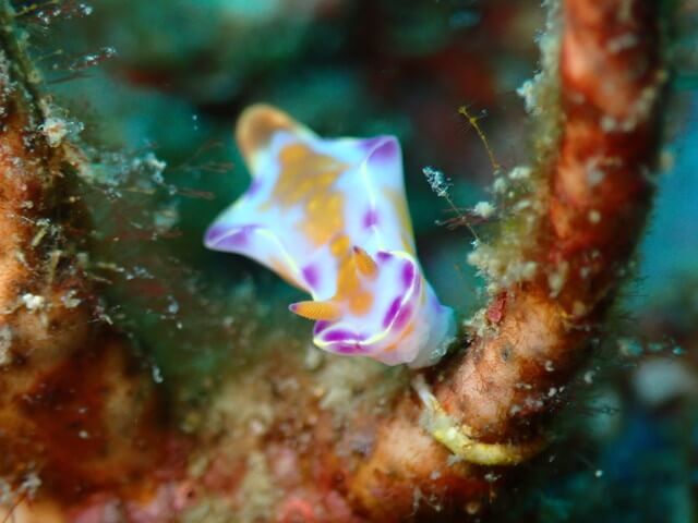 ダイブショップサンライズ　唐津