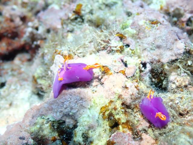 ダイブショップサンライズ　唐津