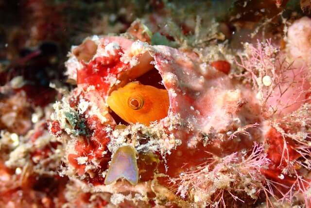 ダイブショップサンライズ　唐津