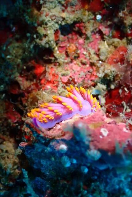 ダイブショップサンライズ　唐津