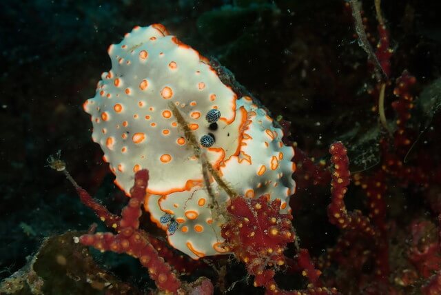 ダイブショップサンライズ　唐津