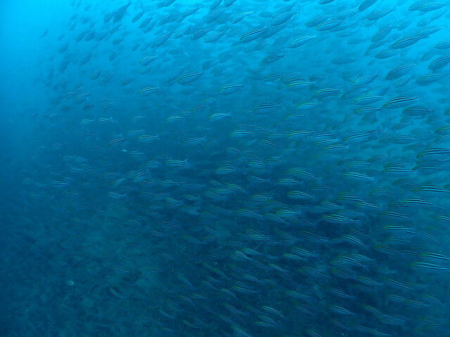 ダイブショップサンライズ　唐津