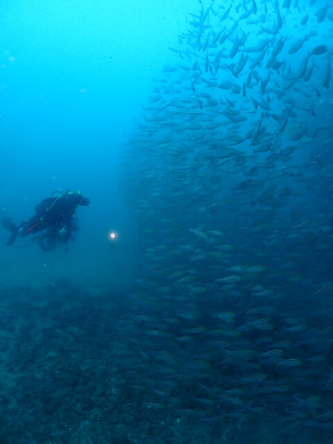 ダイブショップサンライズ　唐津