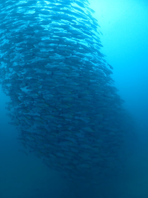 ダイブショップサンライズ　唐津