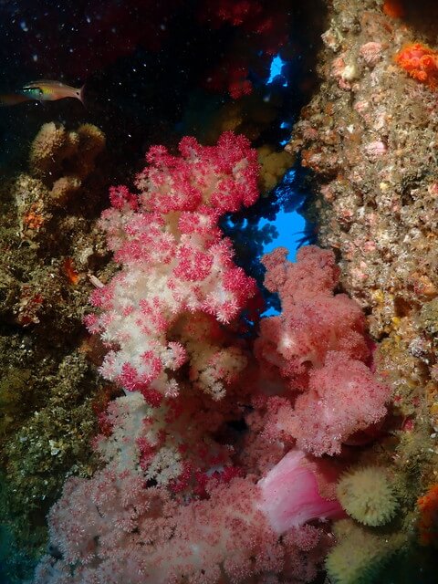 ダイブショップサンライズ　唐津