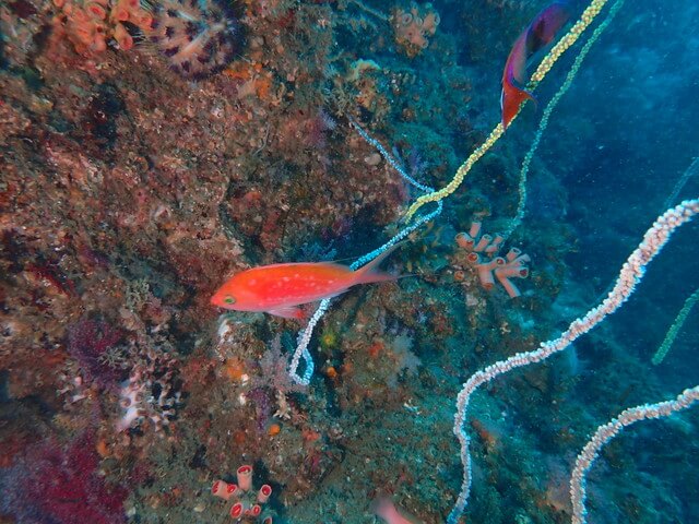 ダイブショップサンライズ　唐津