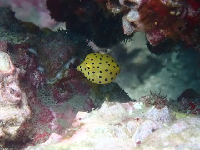 ダイブショップサンライズ　長崎ツアー