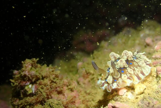 ダイブショップサンライズ　ミヤコウミウシ