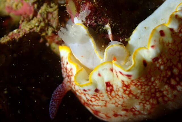 ダイブショップサンライズ　ウミウシ