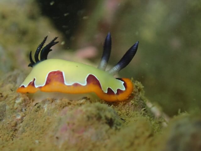 ダイブショップサンライズ　フジナミウミウシ