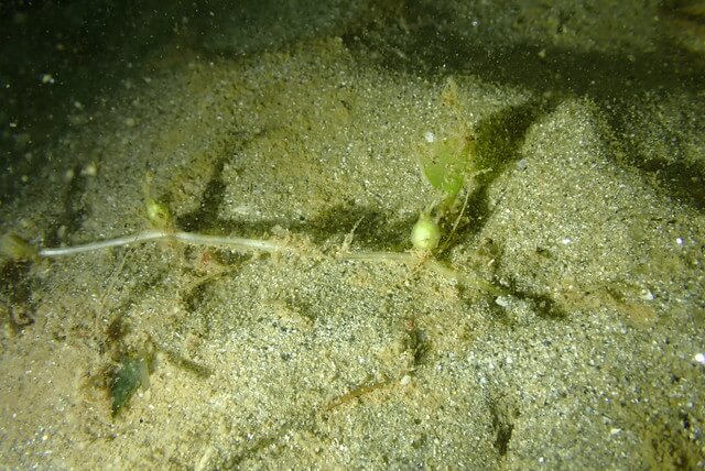 ダイブショップサンライズ　ウミヒルモ