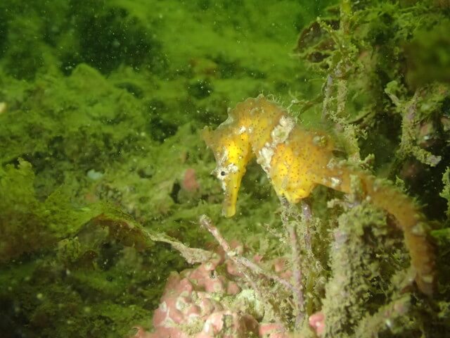 ダイブショップサンライズ　タツノオトシゴ