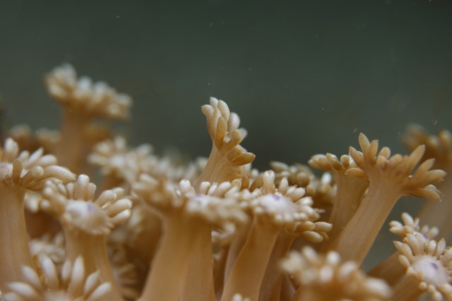 ダイブショップサンライズ　サンゴ