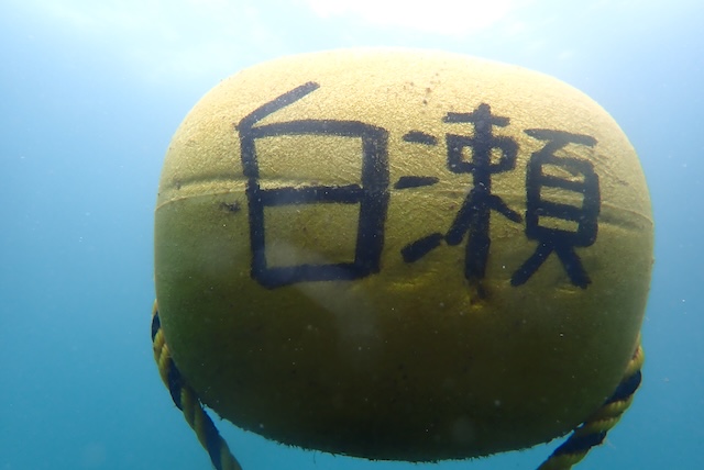 サンライズ　白瀬