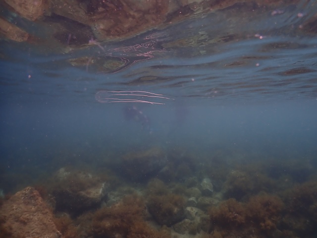 クラゲ
